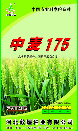 中麦175