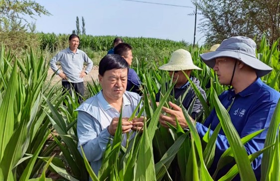 刘兴斌一行到公司肃州区各制种基地调研制种玉米生产等情况